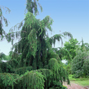 Picea abies 'Aarburg'