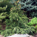Picea abies 'Acrocona'