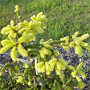 Picea abies 'Argenteospica'