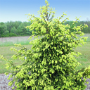 Picea abies 'Aurea'