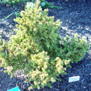 Picea abies 'Barryi'