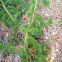 Picea abies 'Cincinata'