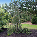 Picea abies 'Cobra'