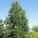 Picea abies 'Cupressina'