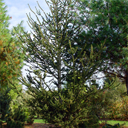 Picea abies 'Denutata'
