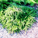 Picea abies 'Fineodonensis'