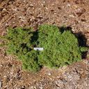 Picea abies 'Gregoriana Parson'