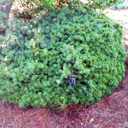 Picea abies 'Humilis'