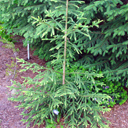 Picea abies 'Hystrix'