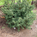 Picea abies 'Kamon'