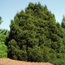 Picea abies ‘Mucronata’ Picea abies ‘Mucronata’
