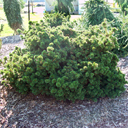 Picea abies 'Pygmaea'