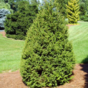 Picea abies 'Pyramidalis'