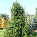 Picea abies 'Remontii'