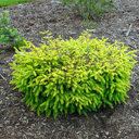 Picea abies 'Vermont Gold'
