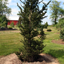 Picea abies 'Hillside Upright'