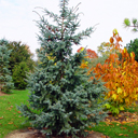 Picea asperata 'Aurantiaca'