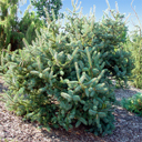 Picea asperata 'Morton Arb'