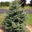 Picea asperata 'Spring Red'
