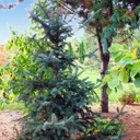 Picea gemmata '#15-24SE'