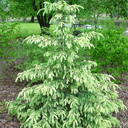 Picea glauca 'Dent'