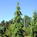 Picea glauca 'Pendula'
