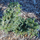 Picea mariorika 'Machala'