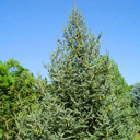Picea myeri