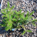 Picea omorika 'Freya'