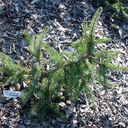 Picea omorika 'Kuck Weeping'