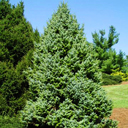 Picea omorika 'Nana'
