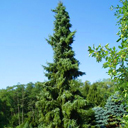 Picea omorika 'Pendula'