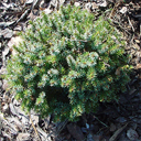 Picea omorika 'Treblitsch'