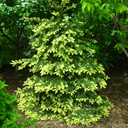 Picea orientalis 'Early Gold'
