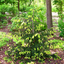Picea orientalis 'Aureospicata'