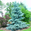 Picea pungens 'Endtz'