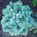 Picea pungens 'St. Mary's Broom'