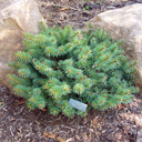 Picea pungens �Taponus'
