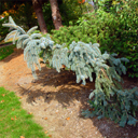 Picea pungens 'The Blues'