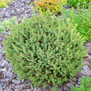 Picea rubens 'Pocono'