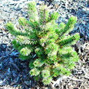 Pinus aristata 'Bashful'