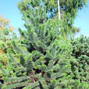 Pinus aristata 'Blue Heron'