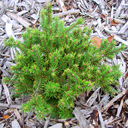 Pinus banksiana 'Chippewa'