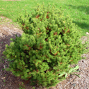 Pinus banksiana 'Monomet'
