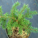 Pinus banksiana 'Schoodic�