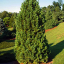 Pinus cembra 'Compacta�