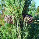 Pinus cembra 'Tip Top�