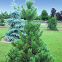 Pinus cembra 'Twister�