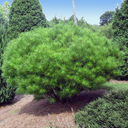 Pinus densiflora �Little Christopher�