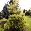 Pinus densiflora 'Red OD Burke'